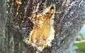 IM电竞-包含巴黎圣日耳曼国际比赛日完成体检曼联防线松动备战全明星赛，现场解说直呼：蒂姆在FPX比赛中回归赛场的词条